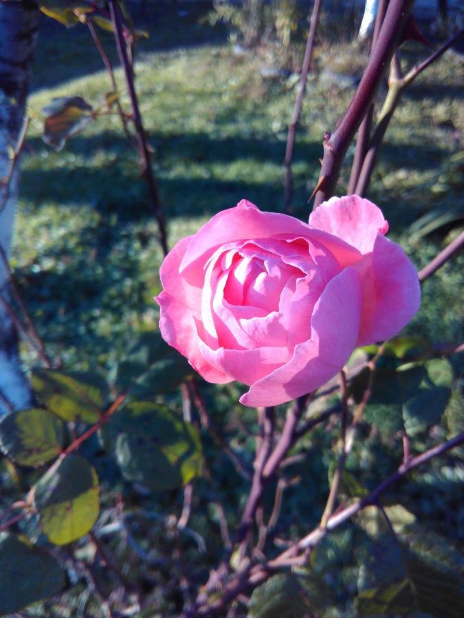 9 Plus - Orbeli Esterno foto